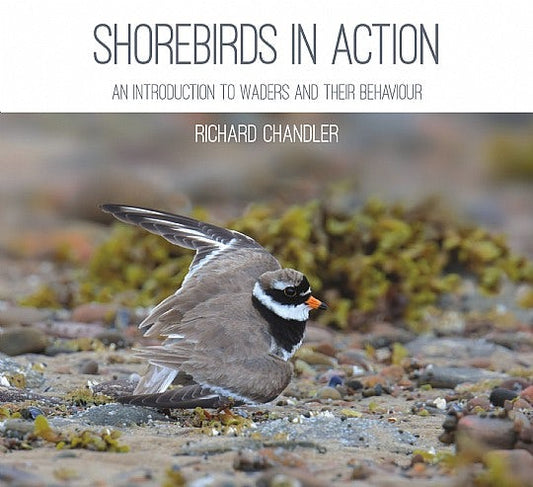 Cover image for Shorebirds in Action, isbn: 9781849953559